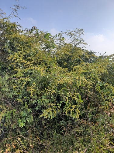Ventilago madraspatana observed 2025-02-27