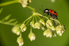 Cryptocephalus octopunctatus