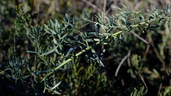 Rafnia diffusa