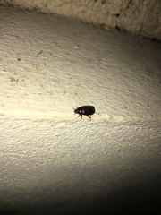Scarabaeidae