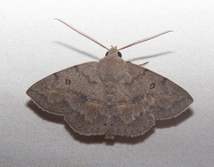 Ugia signifera