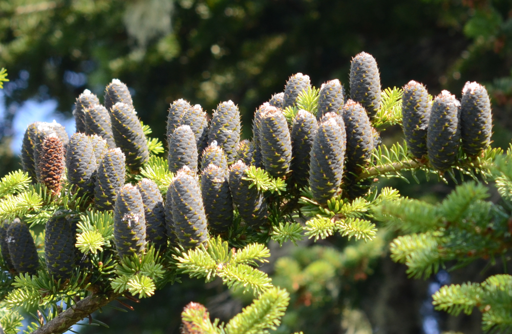 Abies balsamea var. phanerolepis