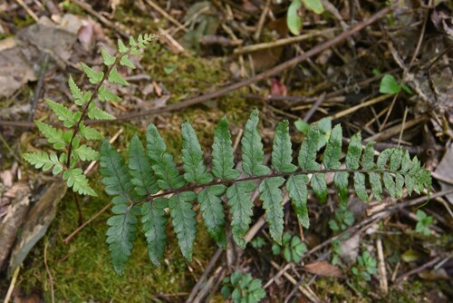 Athyrium epirachis iNat (3)