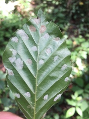 Aceria nervisequa