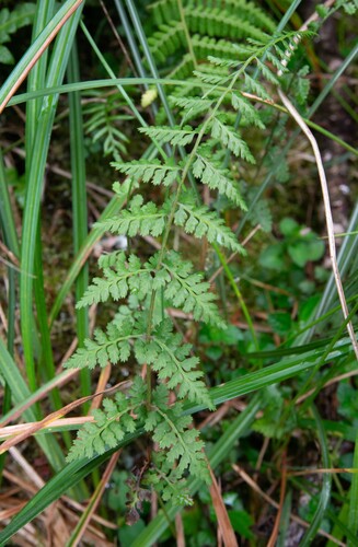 Athyrium palustre iNat (2)