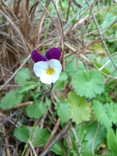 Image of Viola kitaibeliana by no rights reserved