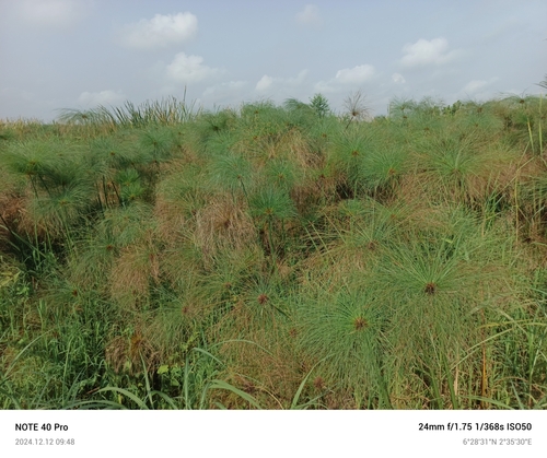 Papyrus sedge