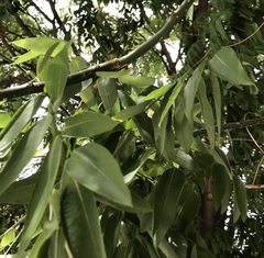 Styphnolobium japonicum