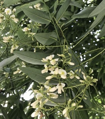 Styphnolobium japonicum