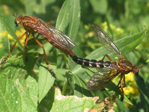 Diglot Insect Silver-spotted Hanging Thief (Diogmites discolor) · iNaturalist