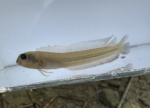 Omobranchus ferox observed 2025-03-01