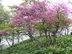 Rhododendron wadanum