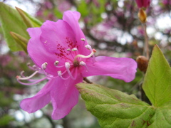 Rhododendron wadanum