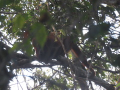 Alouatta seniculus puruensis