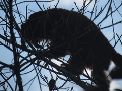 Alouatta seniculus puruensis