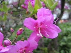 Rhododendron wadanum