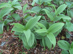 Veratrum oxysepalum