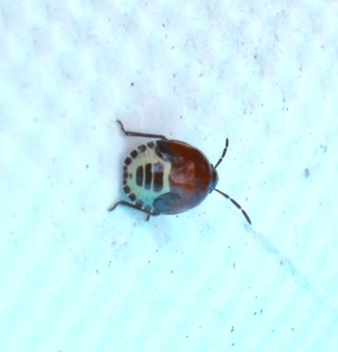 Rambur's pied shieldbug, Ferrara, Emilia-Romagna, IT, photo 4 of 10