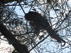 Alouatta seniculus puruensis