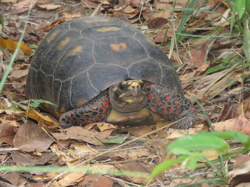 Red-footed Tortoise