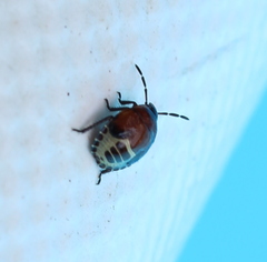 Tritomegas sexmaculatus