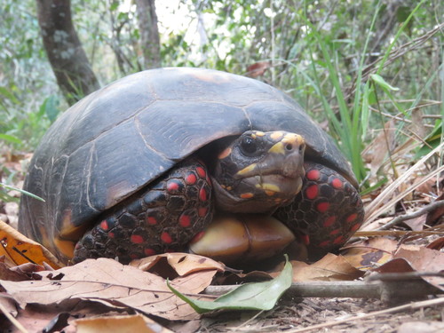 Red-footed Tortoise