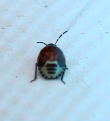 Tritomegas sexmaculatus