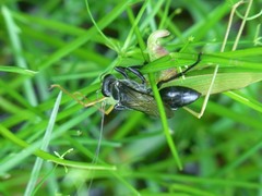 Isodontia nigella