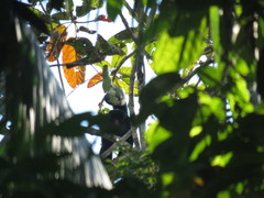 Chiropotes albinasus