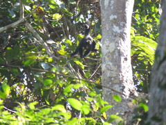 Chiropotes albinasus