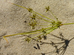 Cyperus grayi