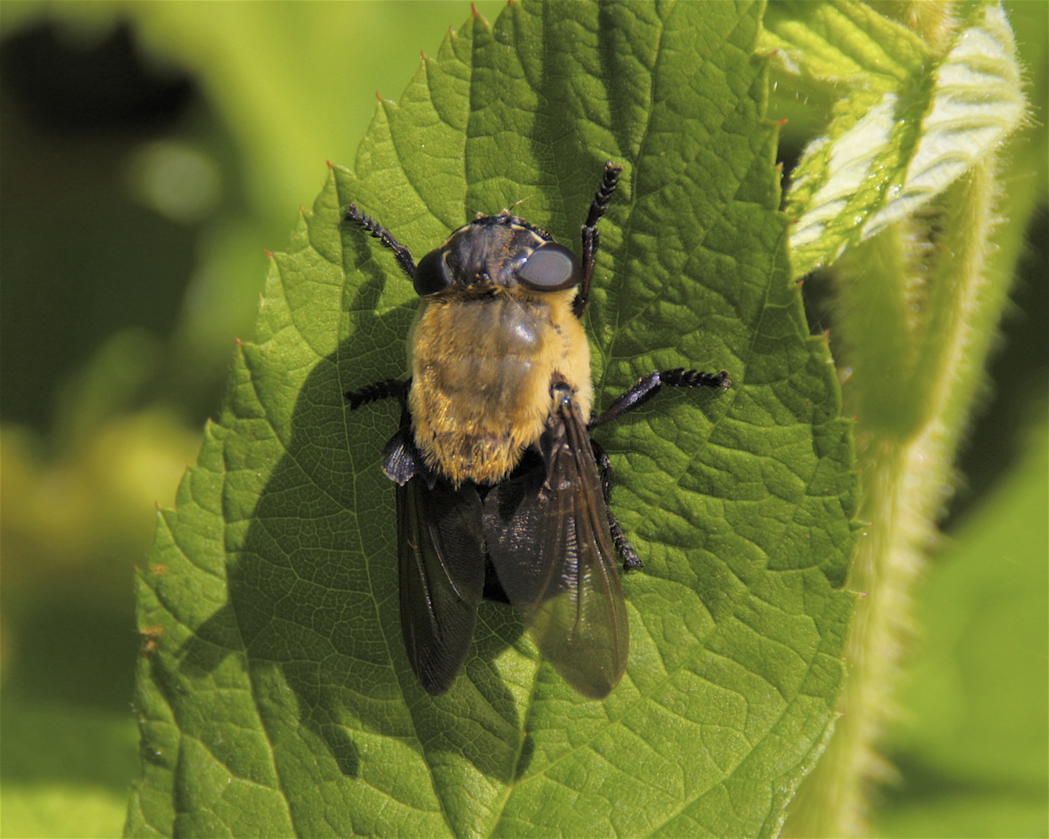 Sheep Bot Fly (NPS National Capital Region True Flies) · iNaturalist