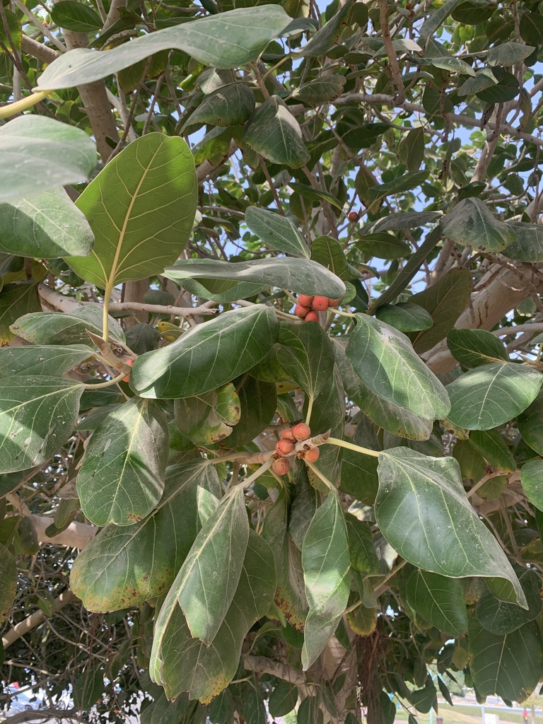 Foto de Figueira-amarela