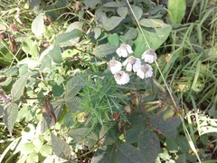 Achillea impatiens