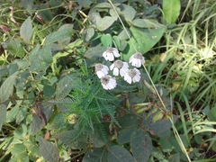Achillea impatiens