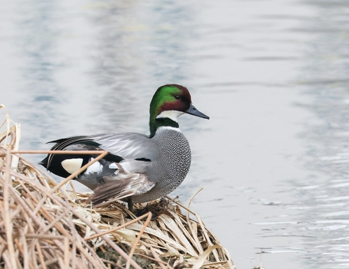 Falcated Duck