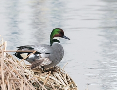 Falcated Duck photo 2