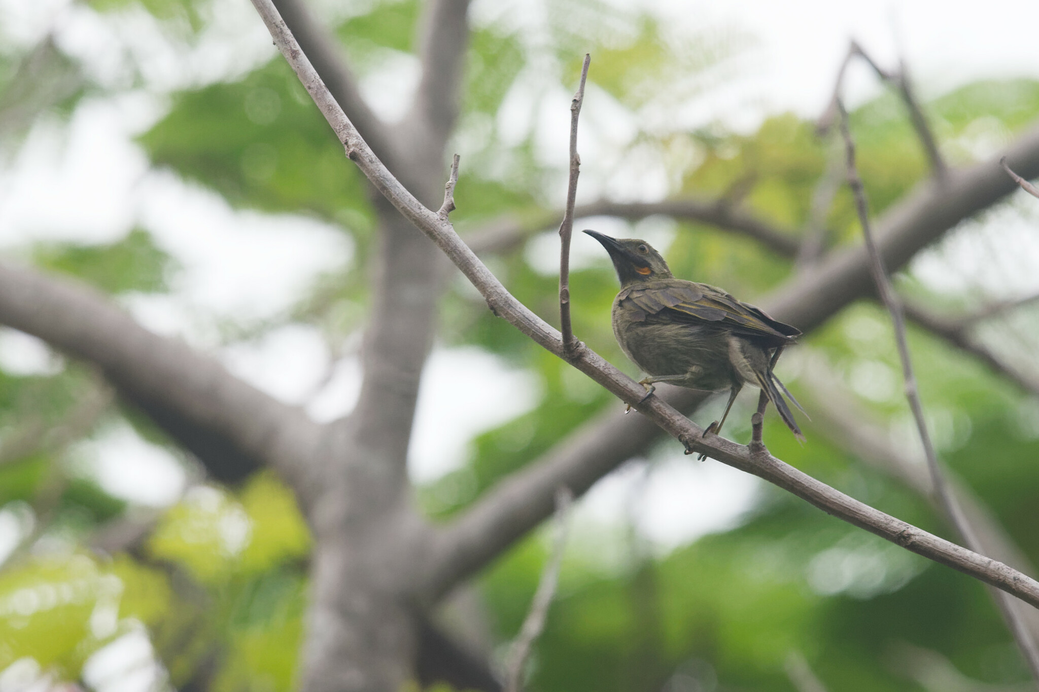 Kikau (Foulehaio procerior), photo 5