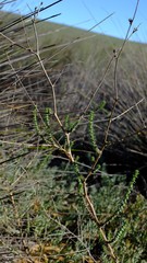 Wahlenbergia asparagoides