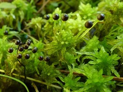 Sphagnum subsecundum