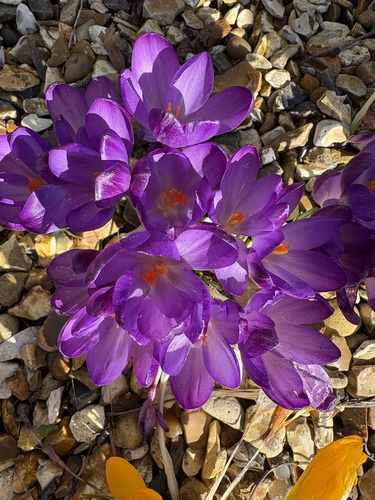 Crocus neapolitanus