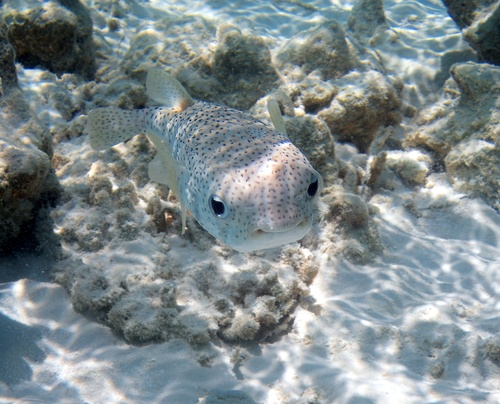 Spotted Porcupinefish (Diodon hystrix)