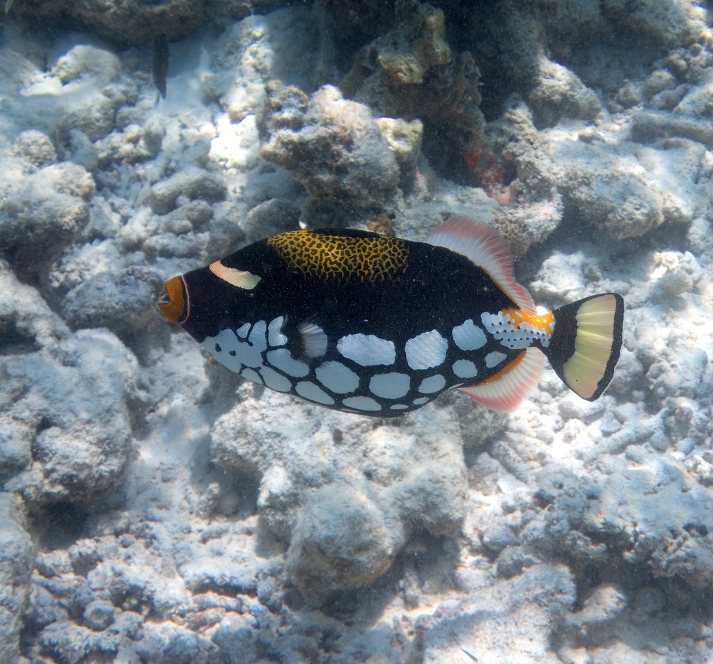 Clown triggerfish above rubble in Raa Atoll, Maldives