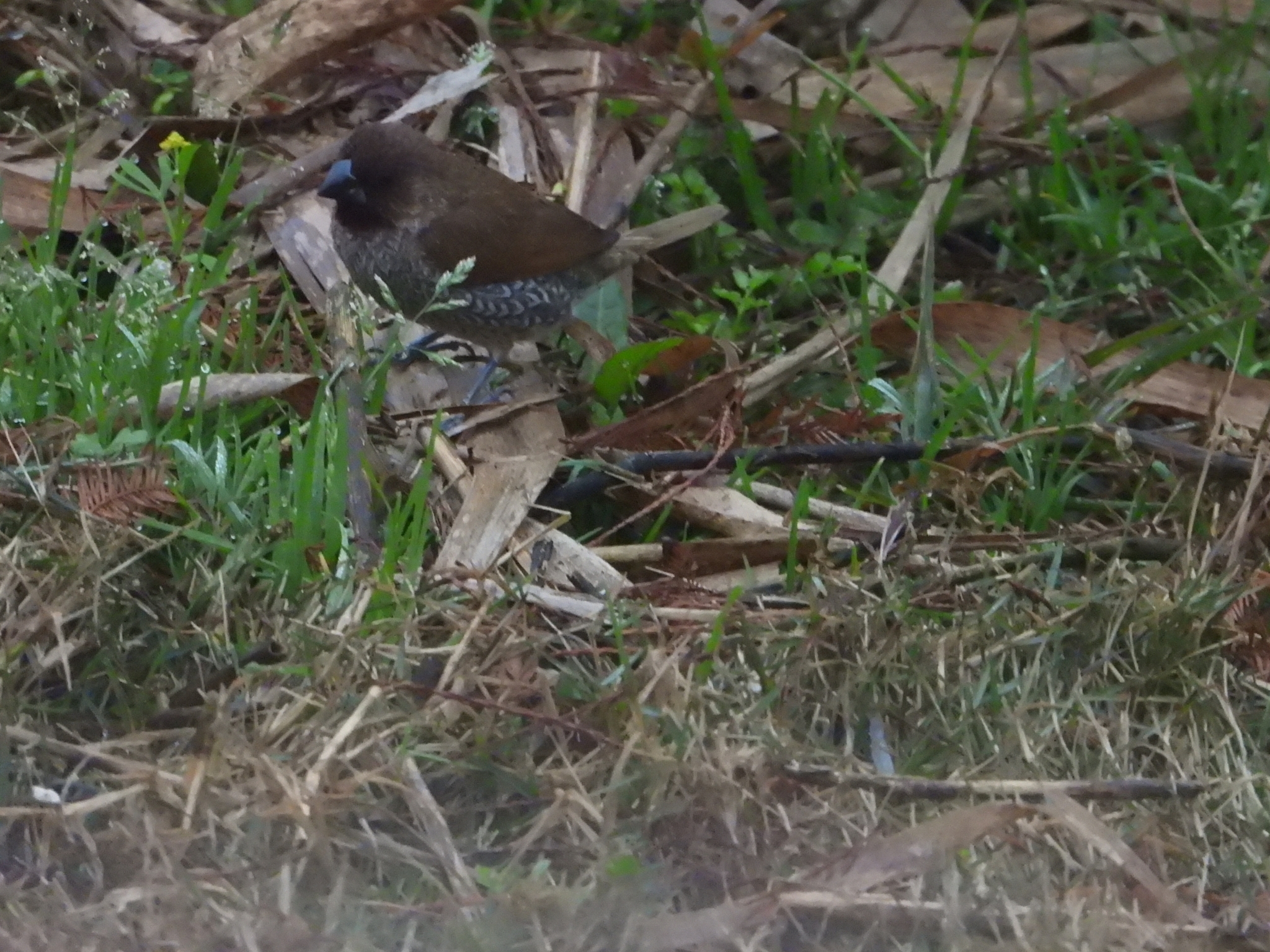 Scaly-breasted Munia
