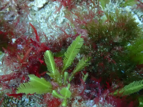 Image of Caulerpa taxifolia by (c) ttsquid, some rights reserved (CC BY)