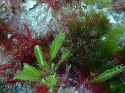 Image of Caulerpa taxifolia by (c) ttsquid, some rights reserved (CC BY)