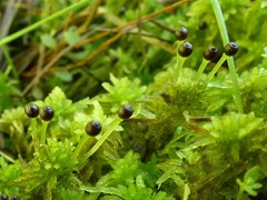 Sphagnum subsecundum