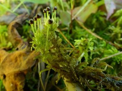 Sphagnum subsecundum