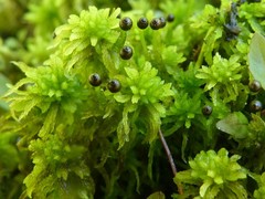 Sphagnum subsecundum