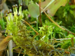 Sphagnum subsecundum